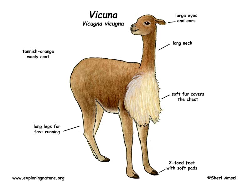 vicuna_diagram